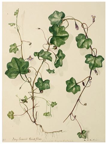 IVY_BOTANIC.jpg