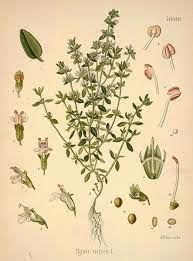 THYMUS.jpg