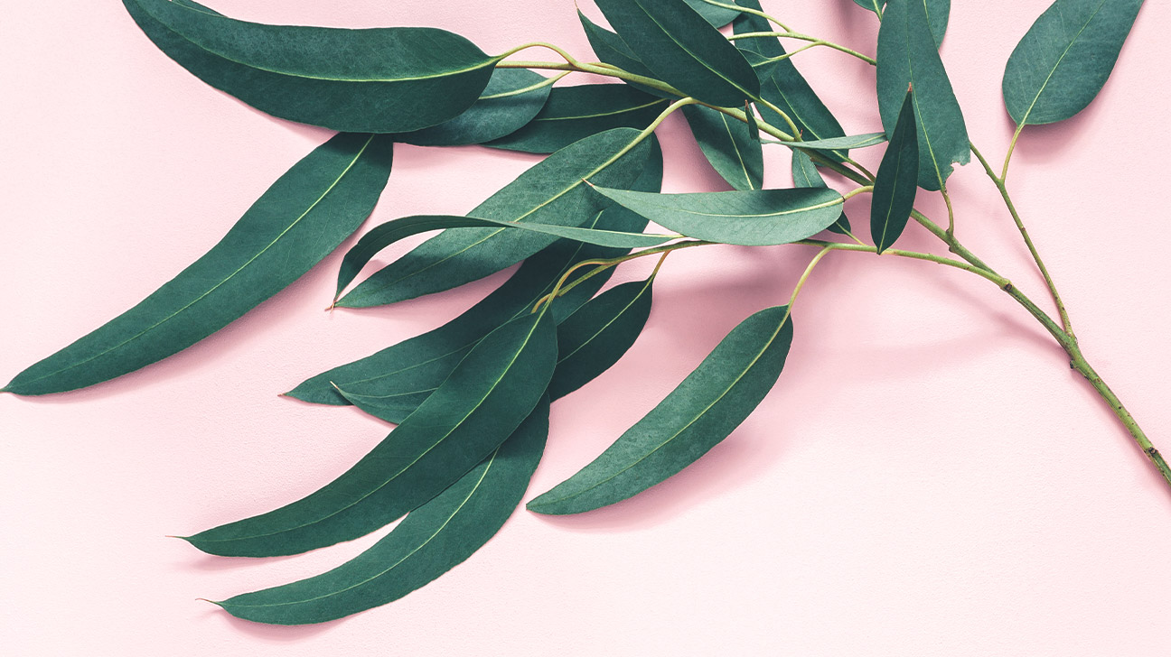 eucalyptus-leaves-1296x728-feature.jpg